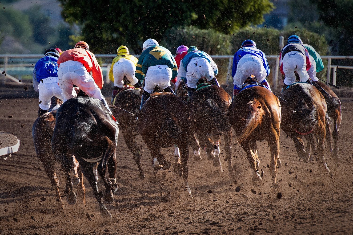 Horse photography