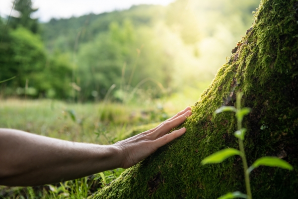 human hand tree